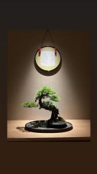 Luxury Escort Emma | Made In Japan